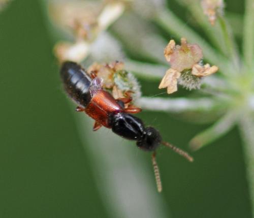 Réf. 245 837 : Othius sp.